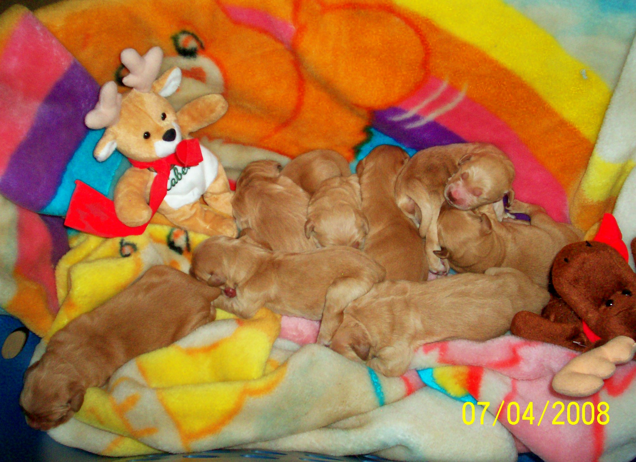 puppypromopic2.jpg