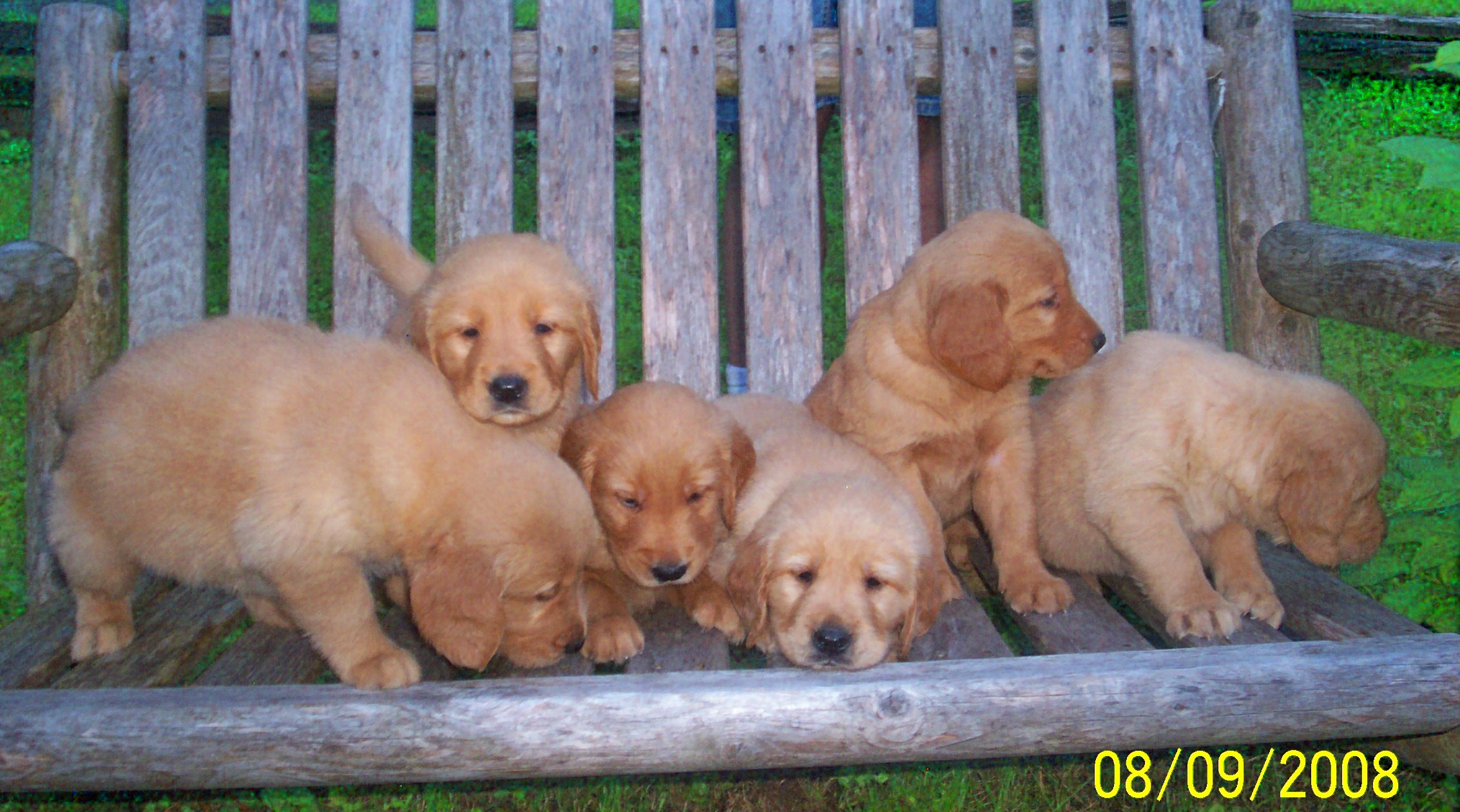 pupsonbench.jpg